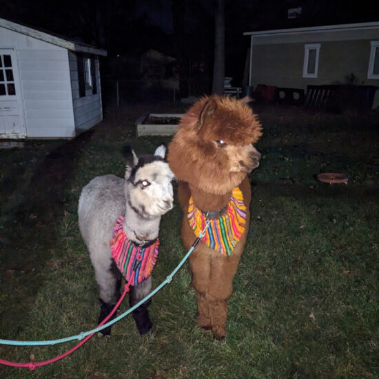 Alpacas.