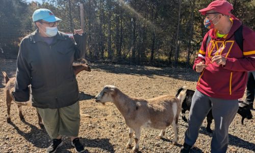 Gabriel Homes residents meeting goats at Cox Farms.
